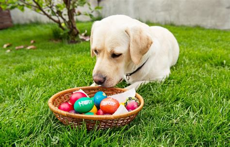 easter ideas for dogs